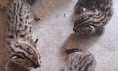 Phát hiện 3 cá thể mèo rừng con đi lạc vào vườn mía của người dân ở Tây Ninh