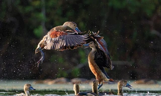 Rắn lục mắt hồng ngọc và những ảnh thiên nhiên hoang dã đẹp mê hồn