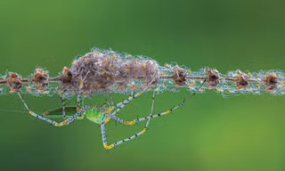 Bộ Araneae của Hồ Tấn Thịnh giành Giải Nhất thể loại macro côn trùng