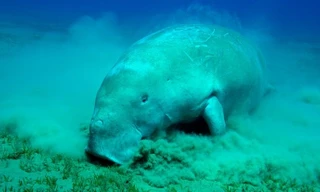 Sắp mất loài 'nàng tiên cá' duy nhất, báo động từ Côn Đảo