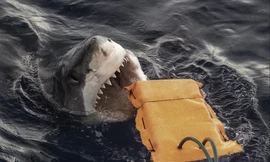 Liệu những bộ đồ lặn 'chống cắn' có thể giúp bảo vệ các vận động viên lướt sóng khỏi cá mập hay không? 