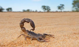 Loài sinh vật đáng gờm này có khả năng giết chết khối u não 