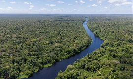 Biến đổi khí hậu khiến cây ở rừng Amazon to lớn hơn, hiện tượng khác thường kỳ diệu đi ngược lại logic 