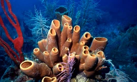 Bọt biển có thể đã là những sinh vật sống đầu tiên trên Trái Đất