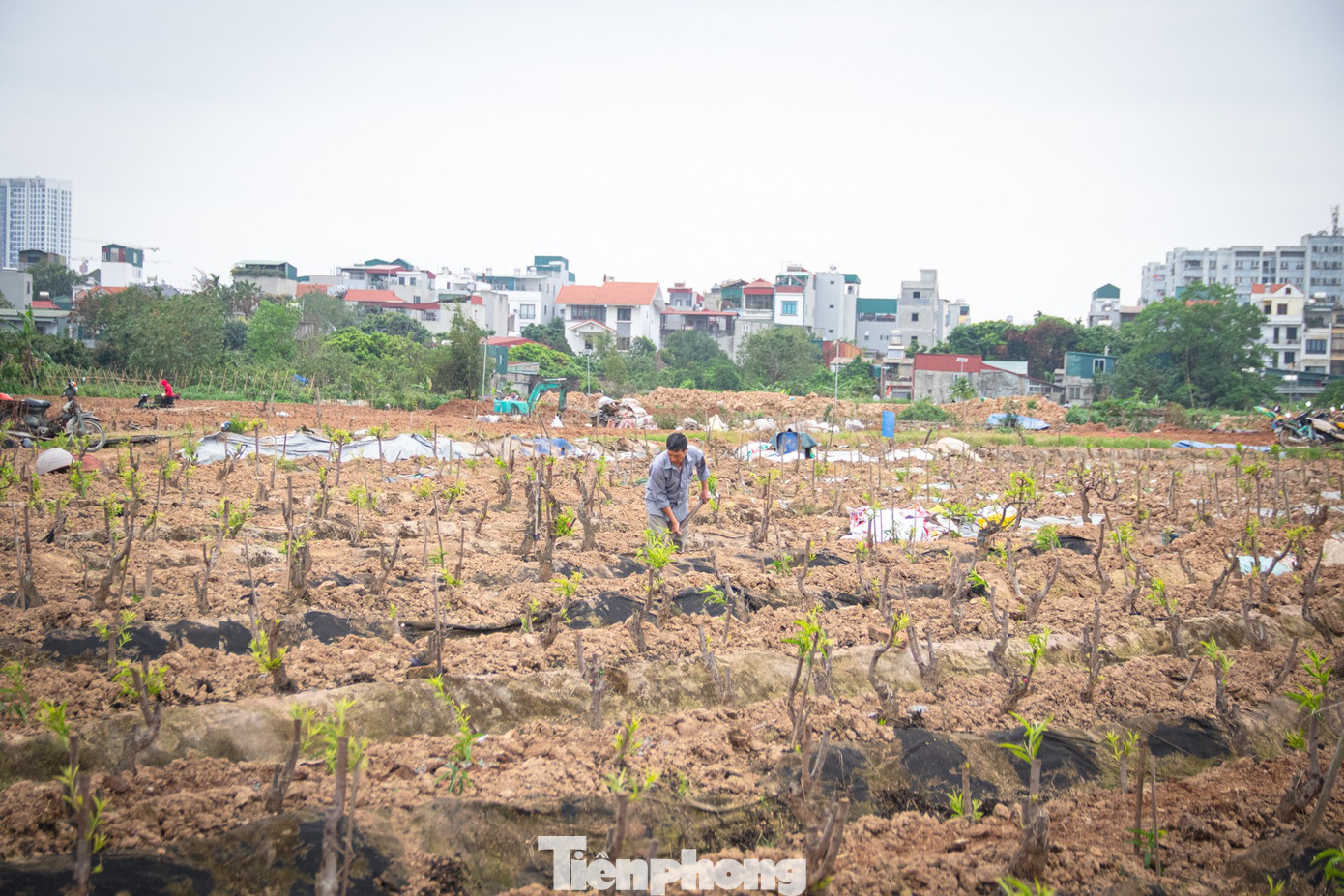 Từ mùng 6,7 Tết, tại các vườn trồng đào ở Hà Nội, người trồng cây đang tất bật làm đất, cải tạo luống để trồng lại những cây đào sau Tết.
