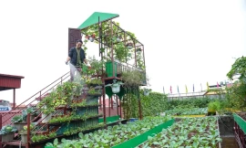 Ám ảnh rau bẩn, người Hà Nội thuê vườn, cải tạo đất hoang trồng rau sạch