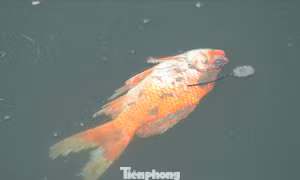 Mặt hồ nổi váng, cá chép chết ngửa trong ngày tiễn ông Công ông Táo