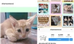 Nhà mèo mồ côi - "mái ấm" trên Instagram dành riêng cho những chú mèo hoang ở Sài Gòn