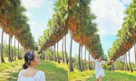 Giới trẻ rủ nhau "check-in" tại hàng cây thốt nốt đẹp như tranh vẽ ở An Giang