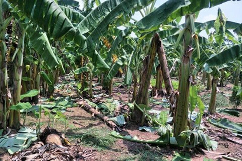 Khu vực vườn chuối.