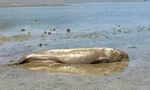 Bò biển quý hiếm mắc cạn, chết sau nỗ lực cứu hộ bất thành của người dân