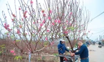 Người Hà Nội nhộn nhịp đi mua đào chơi Tết sớm