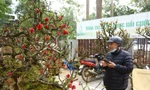 Đào thất thốn Tây Bắc xuống phố, nhiều cây có giá tới 400 triệu đồng