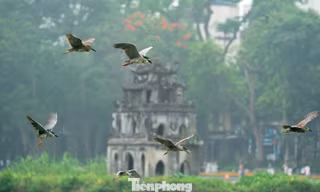 Chim hoang dã 'định cư' ở Hồ Gươm, chao liệng săn mồi trước mắt du khách