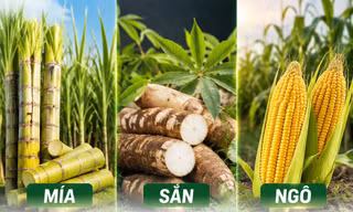 Bất ngờ với nguyên liệu tạo nên xăng E10