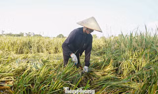 Nông dân Hà Nội chạy đua cứu lúa giữa đồng ngập nước