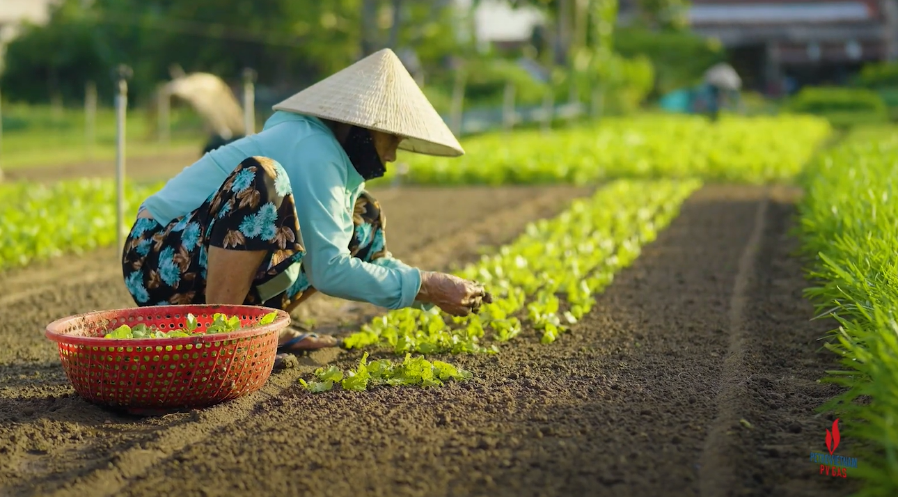 Làng rau Trà Quế - Hội An image001-8294.png