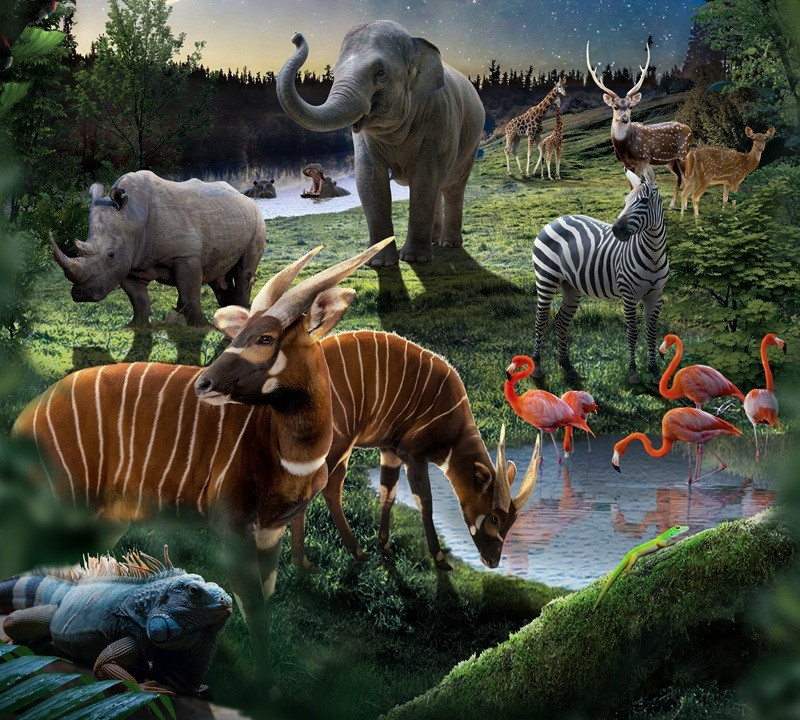 Night Safari – tour khám phá thế giới động vật về đêm. Ảnh: VinWonders. Night Safari – tour khám phá thế giới động vật về đêm. Ảnh: VinWonders.