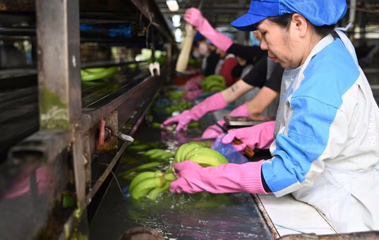 nam-2025-vrg-tiep-tuc-day-manh-phat-trien-linh-vuc-nong-nghiep-cong-nghe-cao.jpg