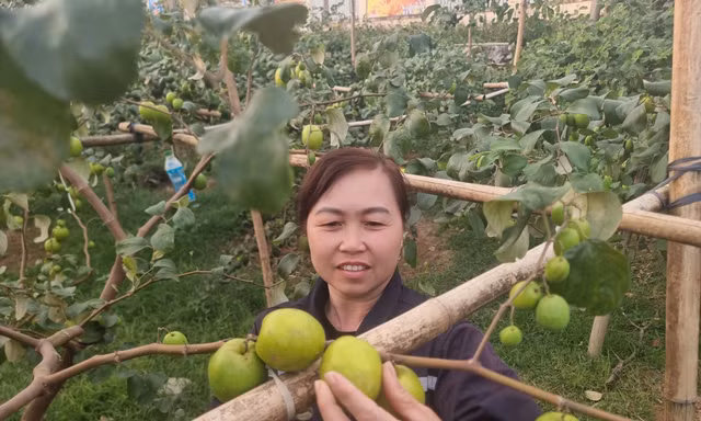 Người dân xã Đại Sơn thu hoạch táo.