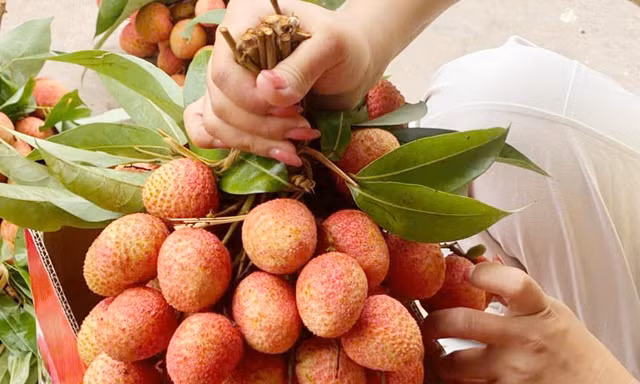 Vải u trứng của anh Nguyễn Hữu Tuấn bán với giá 300.000 đồng/kg.