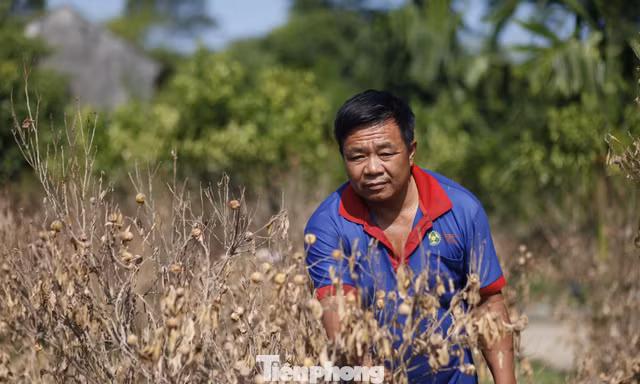 Anh Dương Đình Khiêm ở thôn Giữa 2 cũng có khoảng 500 cây quất bán dịp Tết bị chết khô do ngập nước lũ, ước thiệt hại cả trăm triệu đồng.