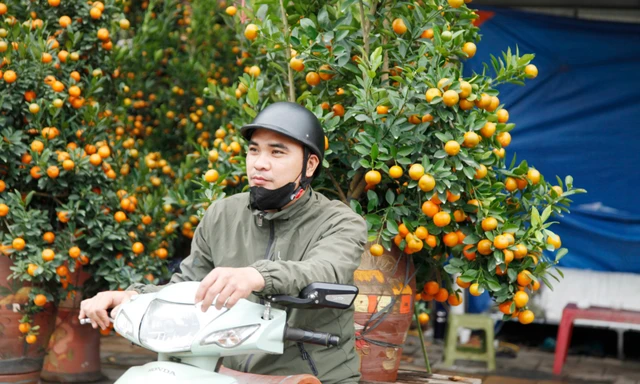 Anh Nguyễn Trọng Phong chở quất thuê. Ảnh: Nguyễn Thắng