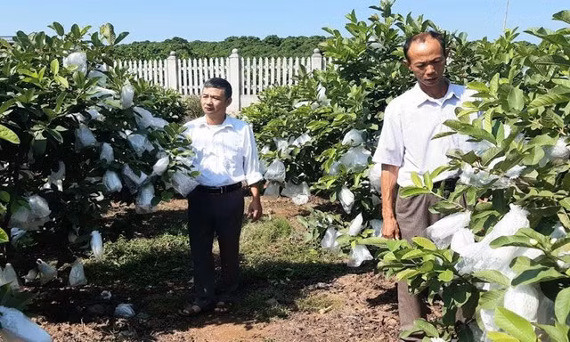 Tiểu dự án còn hỗ trợ người trồng ổi ở xã Phúc Hòa.