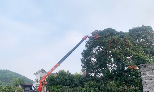 Anh Chung thuê cần cẩu để thu hoạch quả trên cây vải tổ.