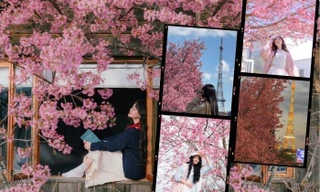 Điểm danh tọa độ ngắm mai anh đào "đỉnh chóp" tại Đà Lạt khiến giới trẻ mê mẩn