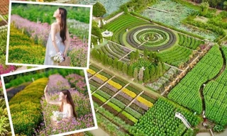 Vườn hoa Mãn Đình Hồng - địa điểm du Xuân "team miền Tây" không thể bỏ lỡ!