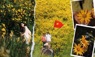 Đà Lạt rực rỡ mùa dã quỳ: “Lạc lối” giữa những cung đường ngập tràn sắc vàng 