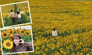 Mãn nhãn cánh đồng hướng dương vào mùa nở rộ: Góc “sống ảo” tuyệt đối điện ảnh