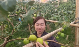 Người dân xã Đại Sơn thu hoạch táo.