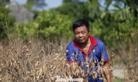 Anh Dương Đình Khiêm ở thôn Giữa 2 cũng có khoảng 500 cây quất bán dịp Tết bị chết khô do ngập nước lũ, ước thiệt hại cả trăm triệu đồng.