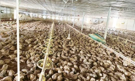 Hơn 22.000 con gà trong trại của ông Đỗ Danh Hải chết do nước lũ.