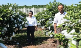 Tiểu dự án còn hỗ trợ người trồng ổi ở xã Phúc Hòa.