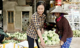 Cây na giúp nhiều người dân tỉnh Bắc Ninh thoát nghèo, làm giàu