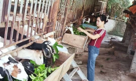 Con vật nuôi chủ lực khiến nông dân Bắc Ninh thoát nghèo