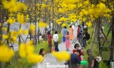 Đổ xô check-in đường hoa phong linh rực rỡ nhất Thủ đô