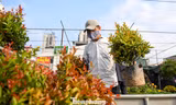 Thủ phủ hoa miền Bắc tấp nập khách sắm Tết sớm