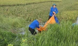 Thanh niên Thủ đô xuống đồng hỗ trợ bà con thu hoạch lúa sau bão