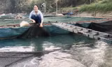 Cô gái 9X tiên phong đưa nghề nuôi cá lồng về dòng Phó Đáy