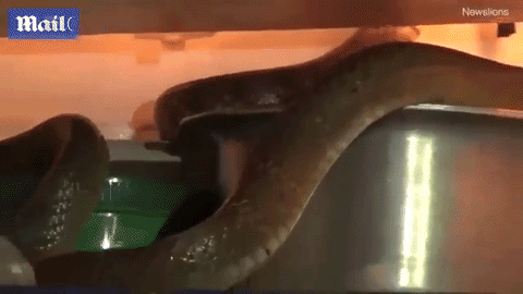 Bạt vía thấy rắn chui vào tủ lạnh tránh nóng ảnh 1