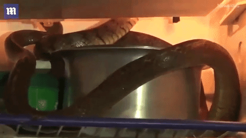 Rắn chui vào tủ lạnh để tránh nóng. Ảnh cắt từ video