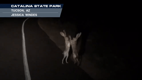 Video hai con thỏ đánh nhau thu hút 13 triệu lượt xem