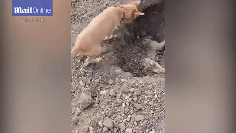 Chú chó tình nghĩa chôn cất bạn chết do tai nạn giao thông