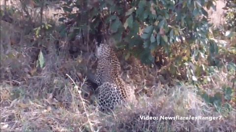 Trăn đá trốn trong bụi rậm nhe răng tấn công báo mẹ.