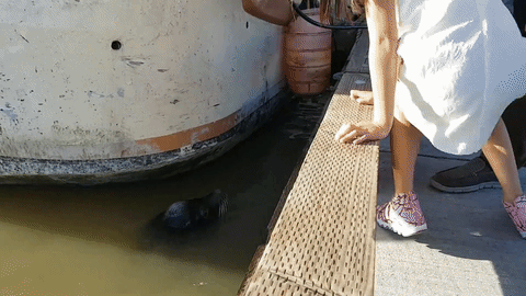 Khoảnh khắc bé gái bị sư tử biển kéo xuống nước.