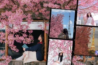 Điểm danh tọa độ ngắm mai anh đào "đỉnh chóp" tại Đà Lạt khiến giới trẻ mê mẩn